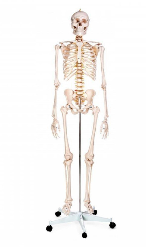 مولاژ اسکلت انسان سایز یک چهارم